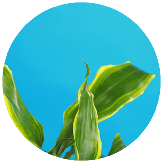 Ecologie Ecologie
